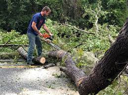 How Our Tree Care Process Works  in  Henderson, LA